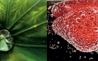 Shot on iPhone Makrofotografie: Apple präsentiert Gewinnerfotos