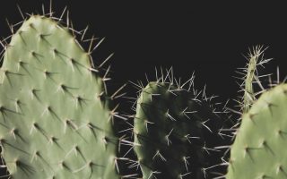 CES: Otterbox präsentiert iPhone-Hülle aus Kaktus