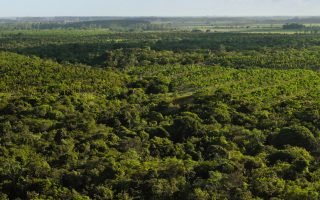 Großprojekt zur Aufforstung: Wie ernst meint es Apple?