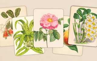 Ausprobiert: „Art of Flora“, Nachfolger von „Art of Fauna“, ist da