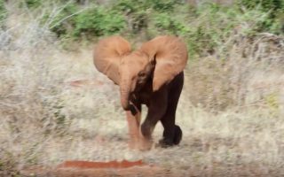 Video: Die Elefanten sind los bei Apple TV+