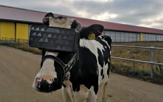Erste VR-Brille für Kühe vorgestellt
