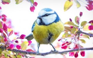 App des Tages: Zwitschomat – Shazam mit Vögeln